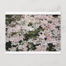 Recherche de clematis cartes postales Trellis
