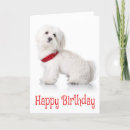 Search for bichon frise cards Puppy