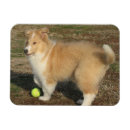 Search for rough collie christmas cards Collies