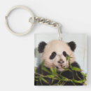 Search for giant square keychains Wildlife photos