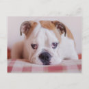 Recherche de bouledogues anglais cartes postales Chien