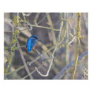 Search for kingfisher painting art Blue