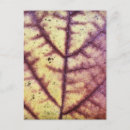 Search for fall leaves design postcards Abstract