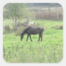 Recherche de joli cheval autocollants Chevaux