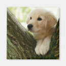 Search for peek a magnets Baby