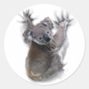 Search for australian koala bear stickers Grey