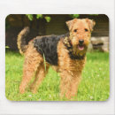 Search for airedales mousepads Canine
