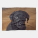 Recherche de labrador cuisine linges Animal