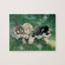 Search for siberian husky puzzles Puppies