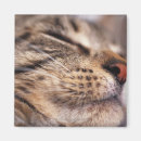 Search for muzzled Animal nose