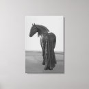 Search for black stallion canvas prints Horse