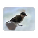 Search for major magnets Wildlife