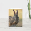 Search for cottontail cards Rabbit