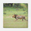 Recherche de panthera magnets L'afrique du sud