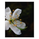 Search for crabapples posters Flower