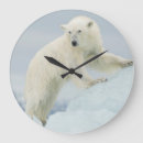 Search for polar bear clocks Adult