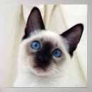 Search for sweet cat posters Pet