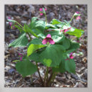 Recherche de roses sauvages posters Fleur sauvage
