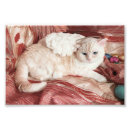 Search for halo posters Kitten