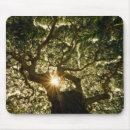 Search for sunstar Tree