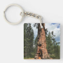 Search for big tree keychains Nature