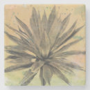 Search for cacti coasters Plant