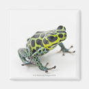 Recherche de photo de grenouille magnets Amphibie