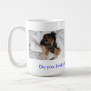 Recherche de cavalier king charles tasses Chien