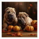 Recherche de chien shar de pei posters Animal de compagnie
