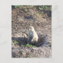 Recherche de chien prairie cartes postales Animal