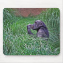 Recherche de primat tapis souris Nature