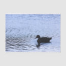 Search for bird silhouette tissue paper Nature