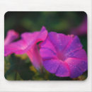 Search for glories mousepads Morning glory