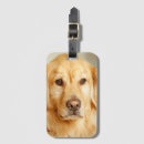 Recherche de golden retriever bagages étiquettes Portrait
