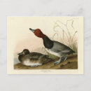 Recherche de canard roux cartes postales Oiseau