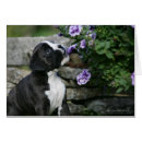 Recherche de écouteur photographie Dog