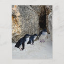 Recherche de penguin postcards cartes postales Faune