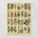 Recherche de herboriste cartes postales Herbes