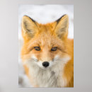 Search for fox painting posters Alaska