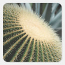 Search for alo stickers Cacti