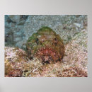 Search for fuzzy posters Nature