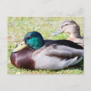 Search for anas postcards Duck