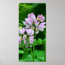 Search for bud posters Flowers
