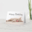 Search for british shorthair cards Kitten