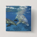 Search for bottlenose buttons Ocean