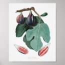 Recherche de figues posters Botanique