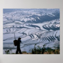 Recherche de riz posters Ferme