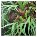 Recherche de fougère carreaux Plante