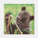 Recherche de ours gris magnets Faune