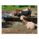 Recherche de barnyard animal posters Pour elle